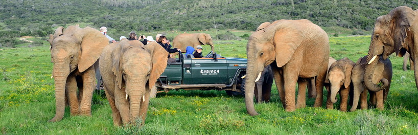 game drive elephant.jpg