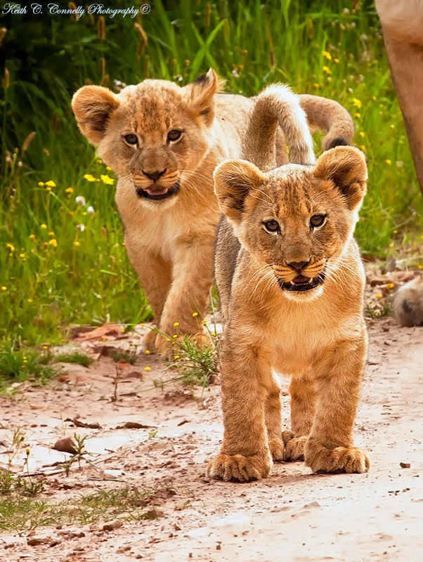 Lion Cubs