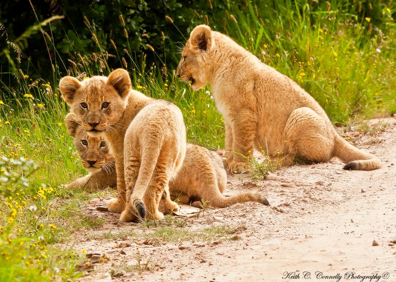 Lion Cubs2