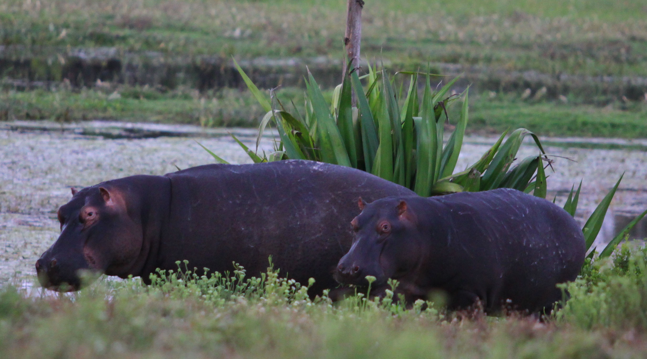 Hippos