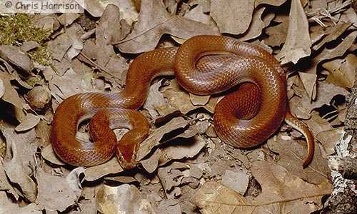Redmale1 Redmale1