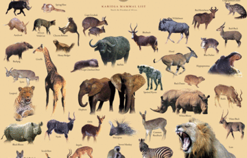 wildlife field guide.gif