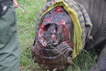 White rhino with horn brutally removed by poachers