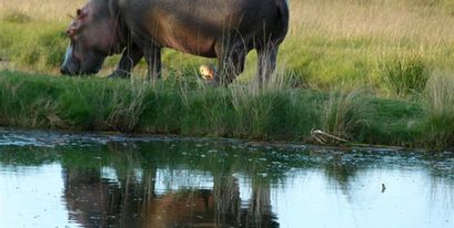 Kariega hippo.JPG