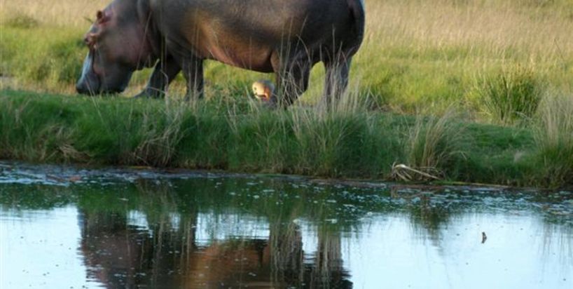 Kariega hippo.JPG