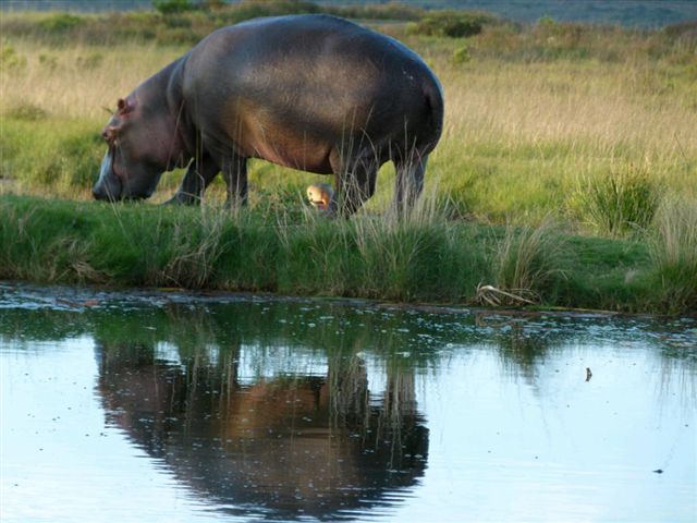 Kariega Hippo