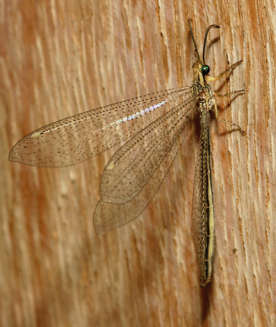 Antlion