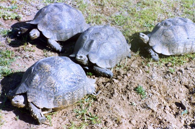 Bluecliff Tortoises