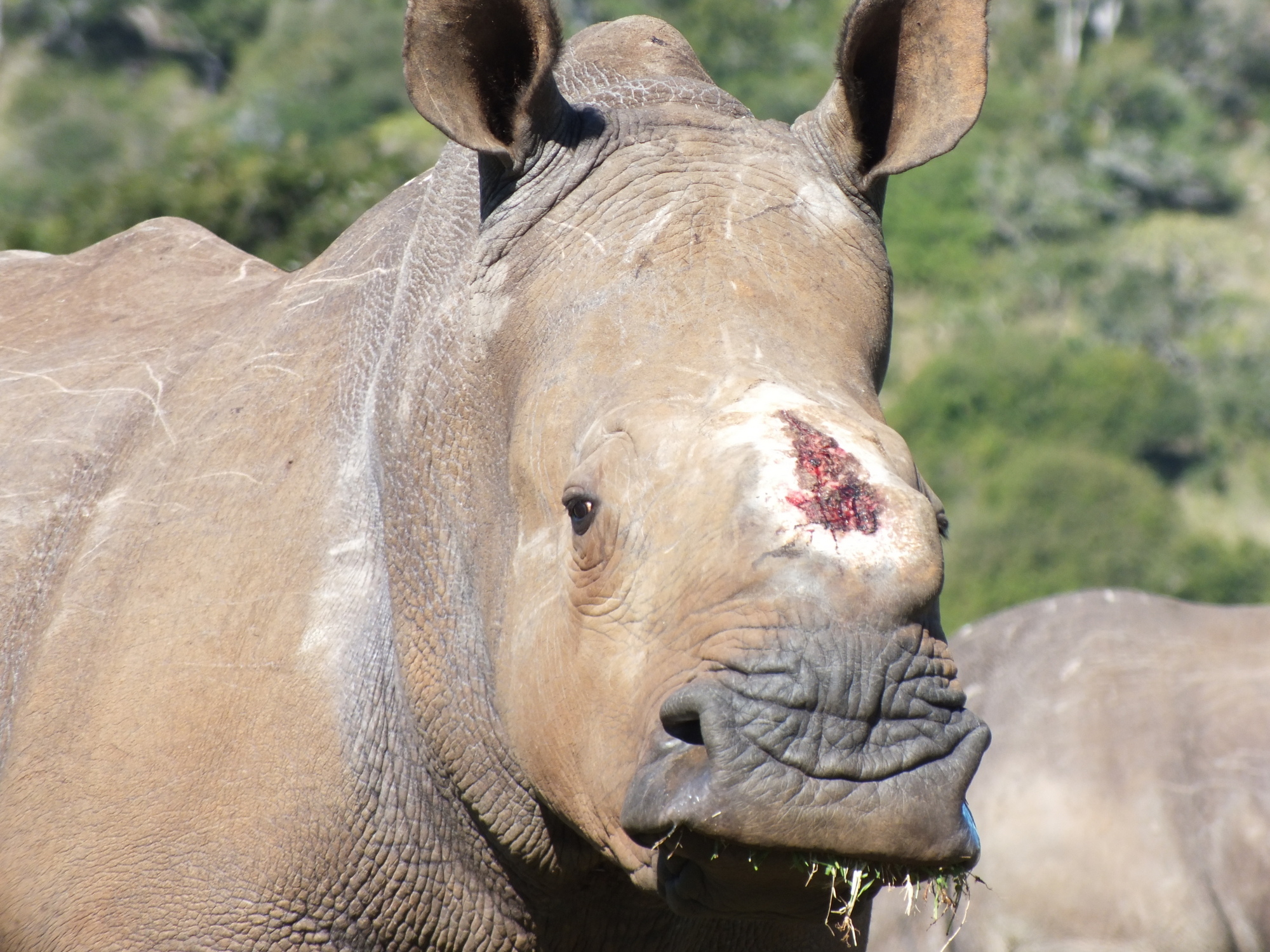 White rhino Thandi with horn removed by poachers