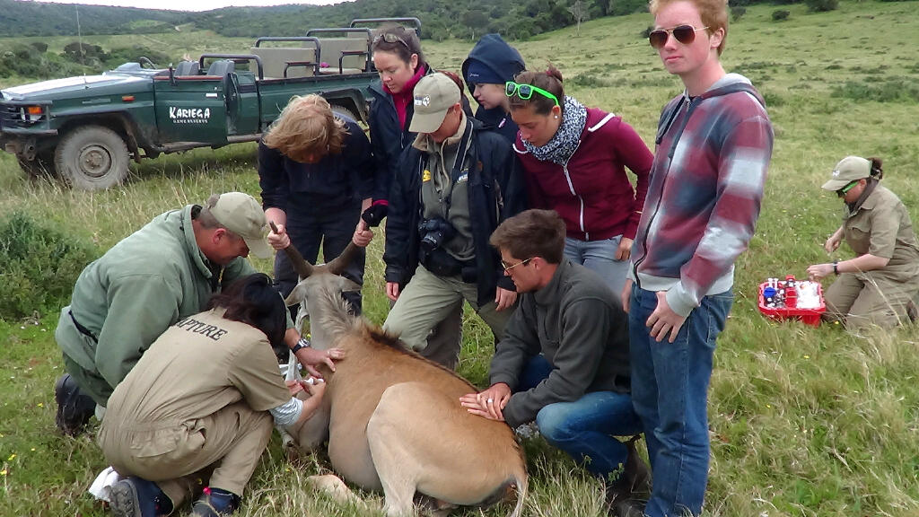 Kariega Game Capture