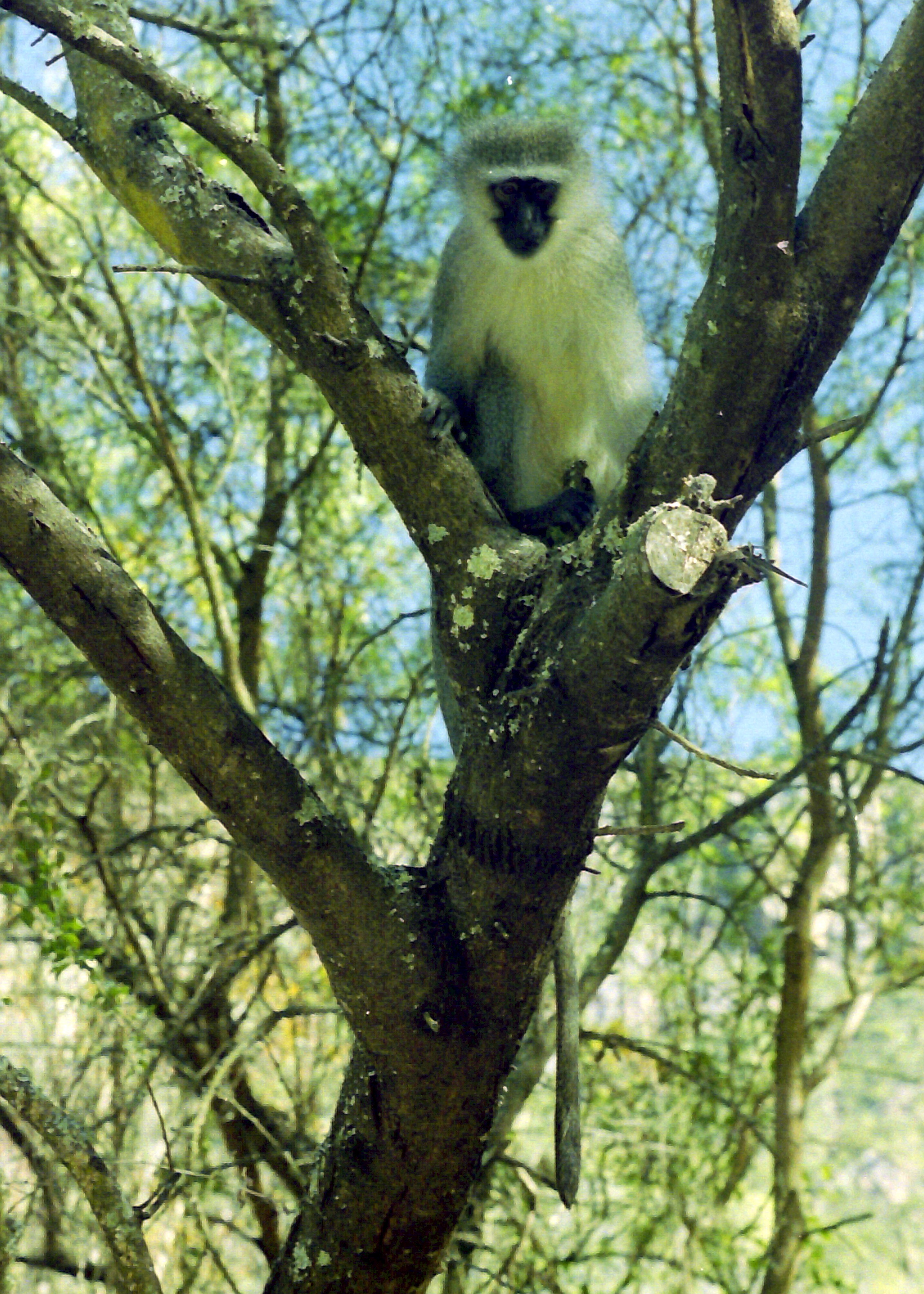 Vervet In Acacia Karoo.