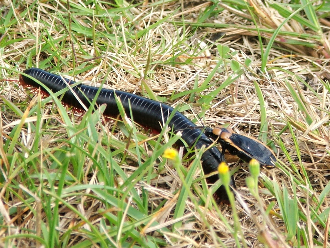 Assassin Beetle Attacking Millipede X2