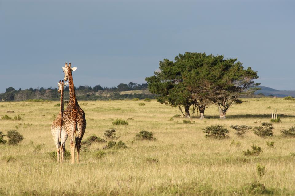 Giraffe Couple Kariega Game Reserve