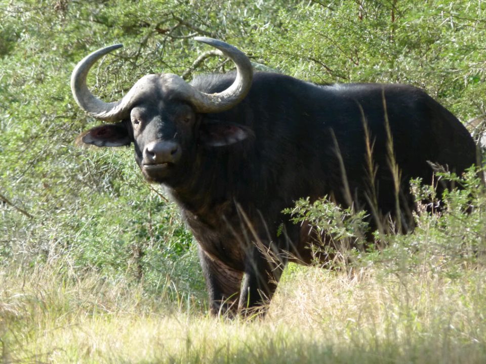 Kariega Buffalo