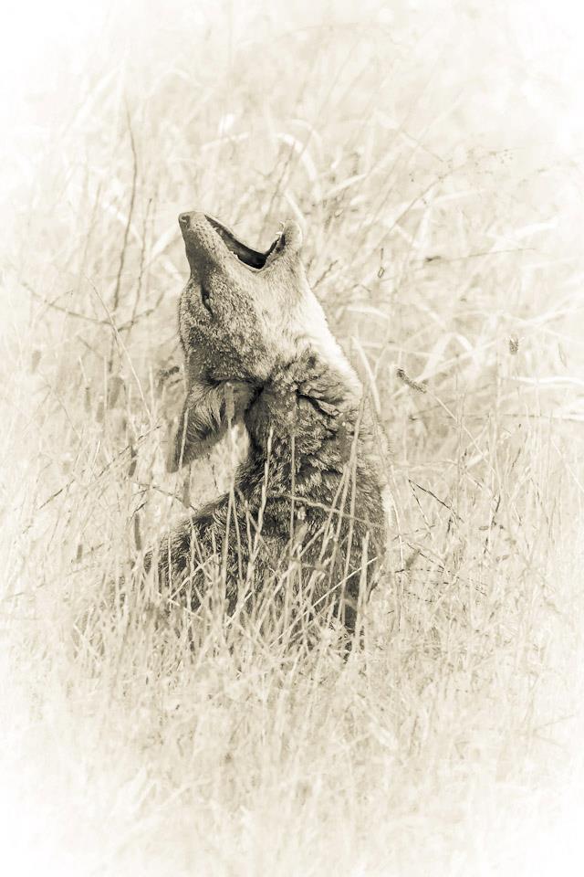 Kariega Jackal Brendon