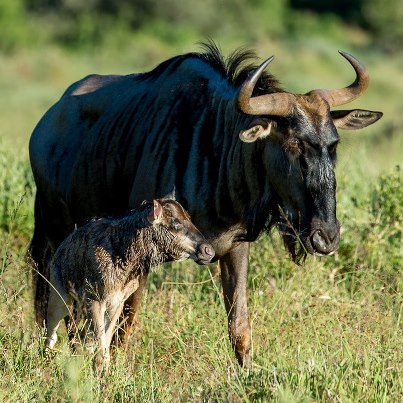 Kariega Wildebeest Foal Brendon