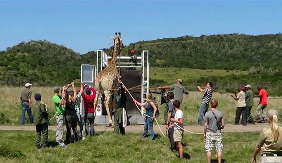 Volunteers during giraffe capture.JPG