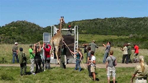 Volunteers during giraffe capture.JPG
