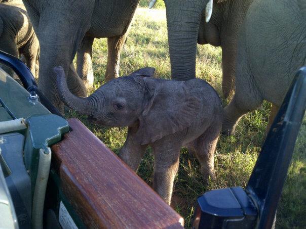Kariega Elephant Baby