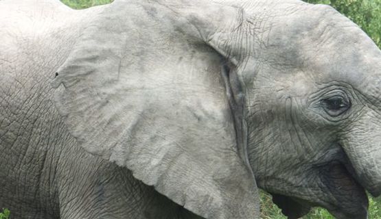 Kariega elephant research.JPG