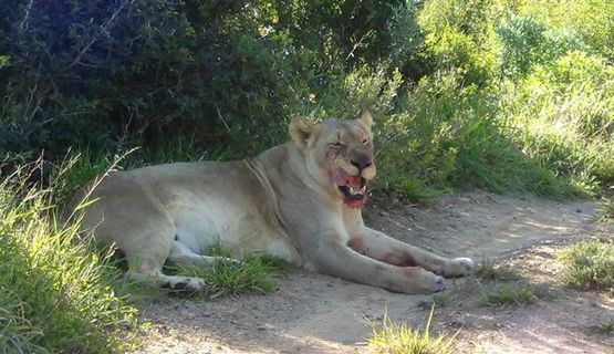 Kariega lion research.JPG