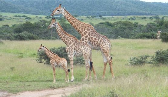 Kariega 3 giraffe.JPG