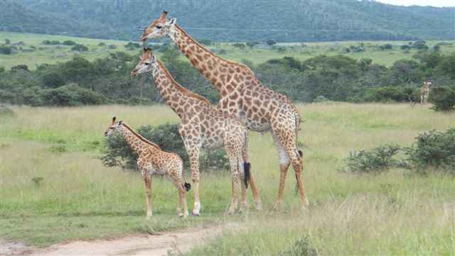 Kariega 3 Giraffe