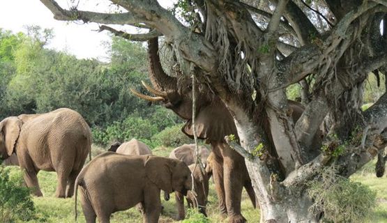 Kariega game reserve elephant.JPG
