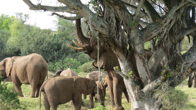 Kariega Game Reserve Elephant