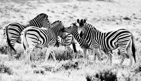 Kariega game reserve zebra.jpg