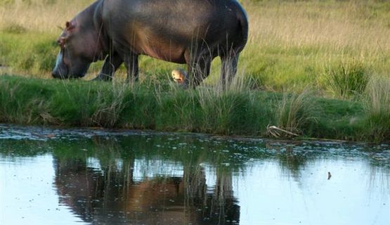 Kariega hippo.JPG