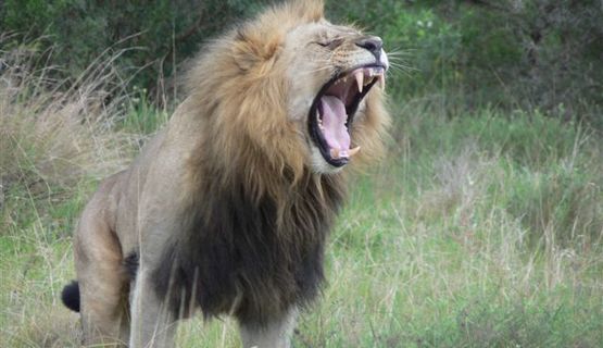 Kariega Lion.JPG