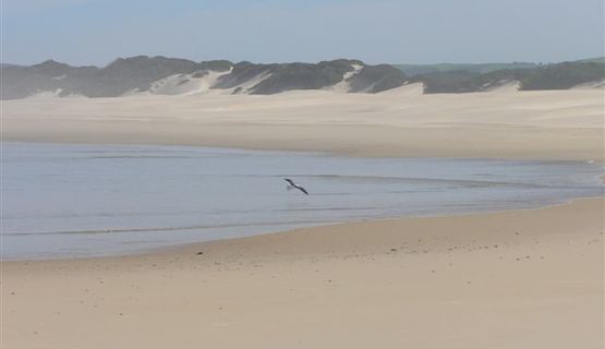 Kariega Volunteer Coastal ecology outings.JPG