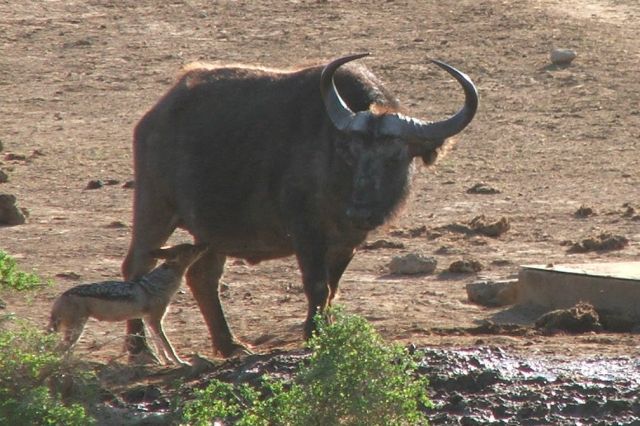 Jackal Grooming Buffalo Kariega Game Reserve
