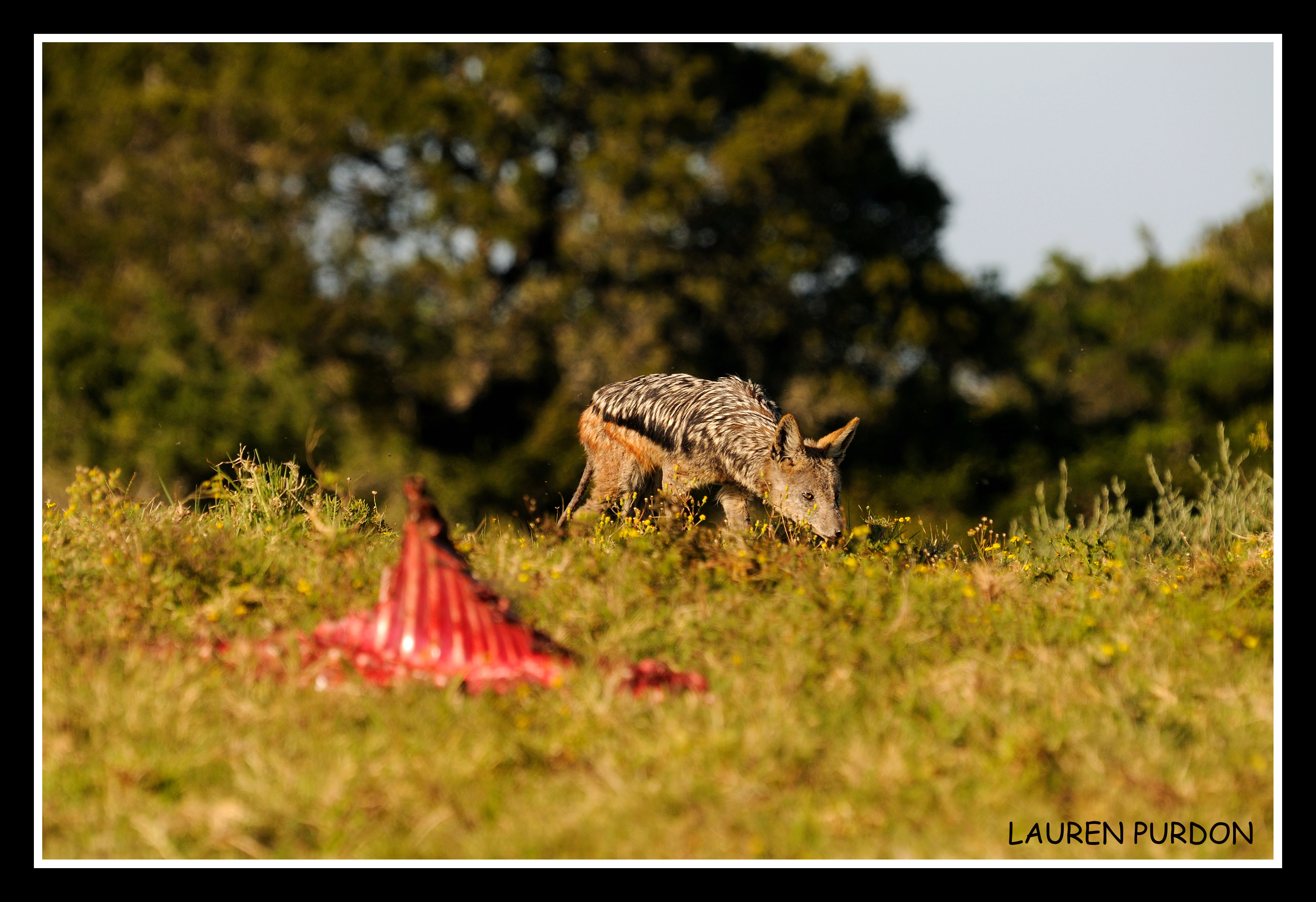 Black Back Jackal Kariega Game Reserve