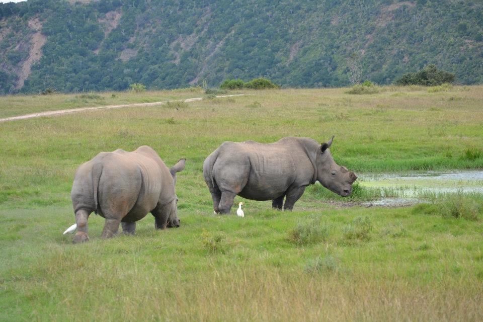 Thandi And Pregnant Kariega Rhino March2013