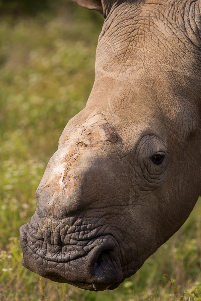 Kariega rhino Thandi Jan 2013