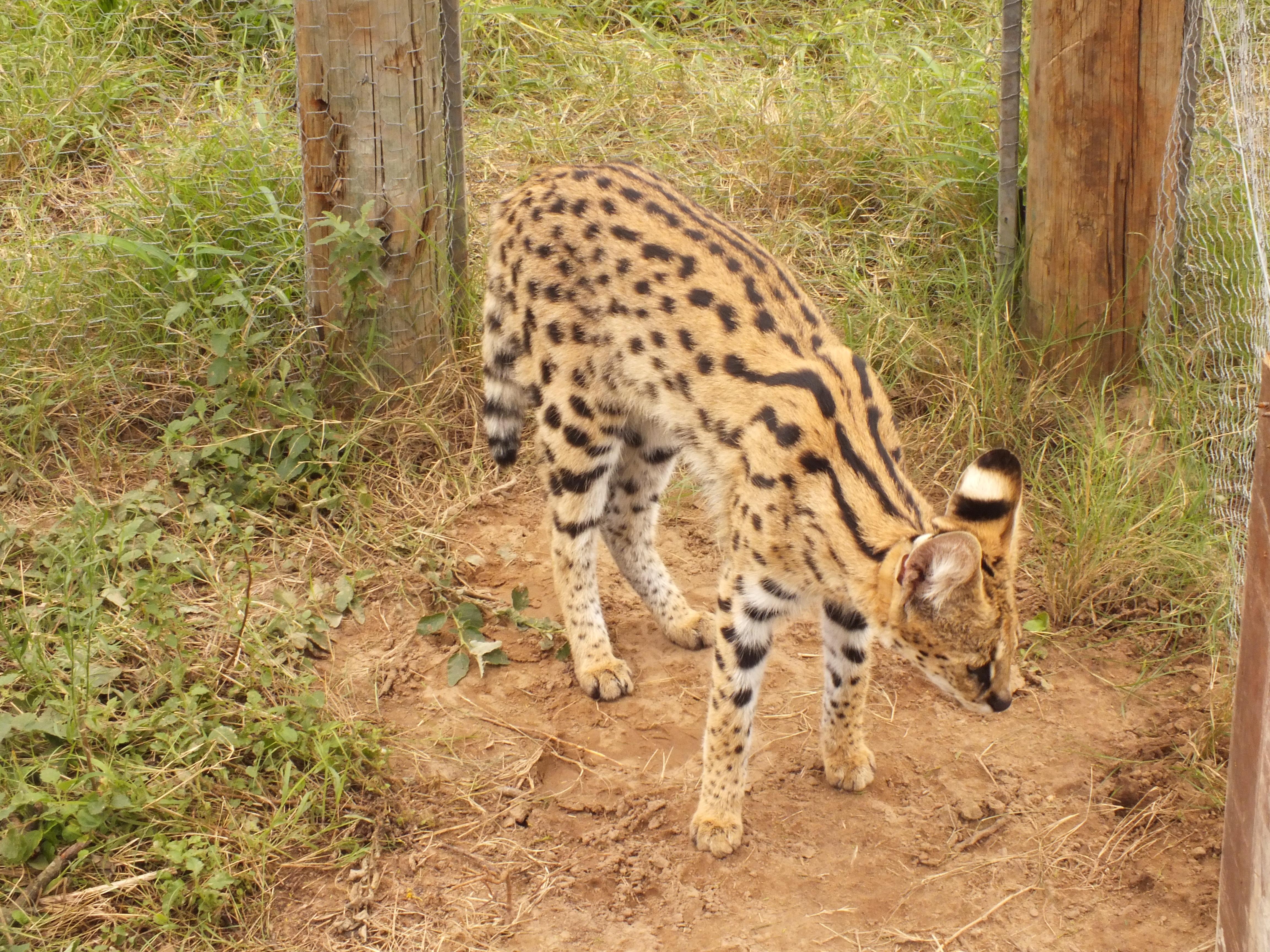 Kariega Game Reserve Wild Cat Serval March 2013 (6)