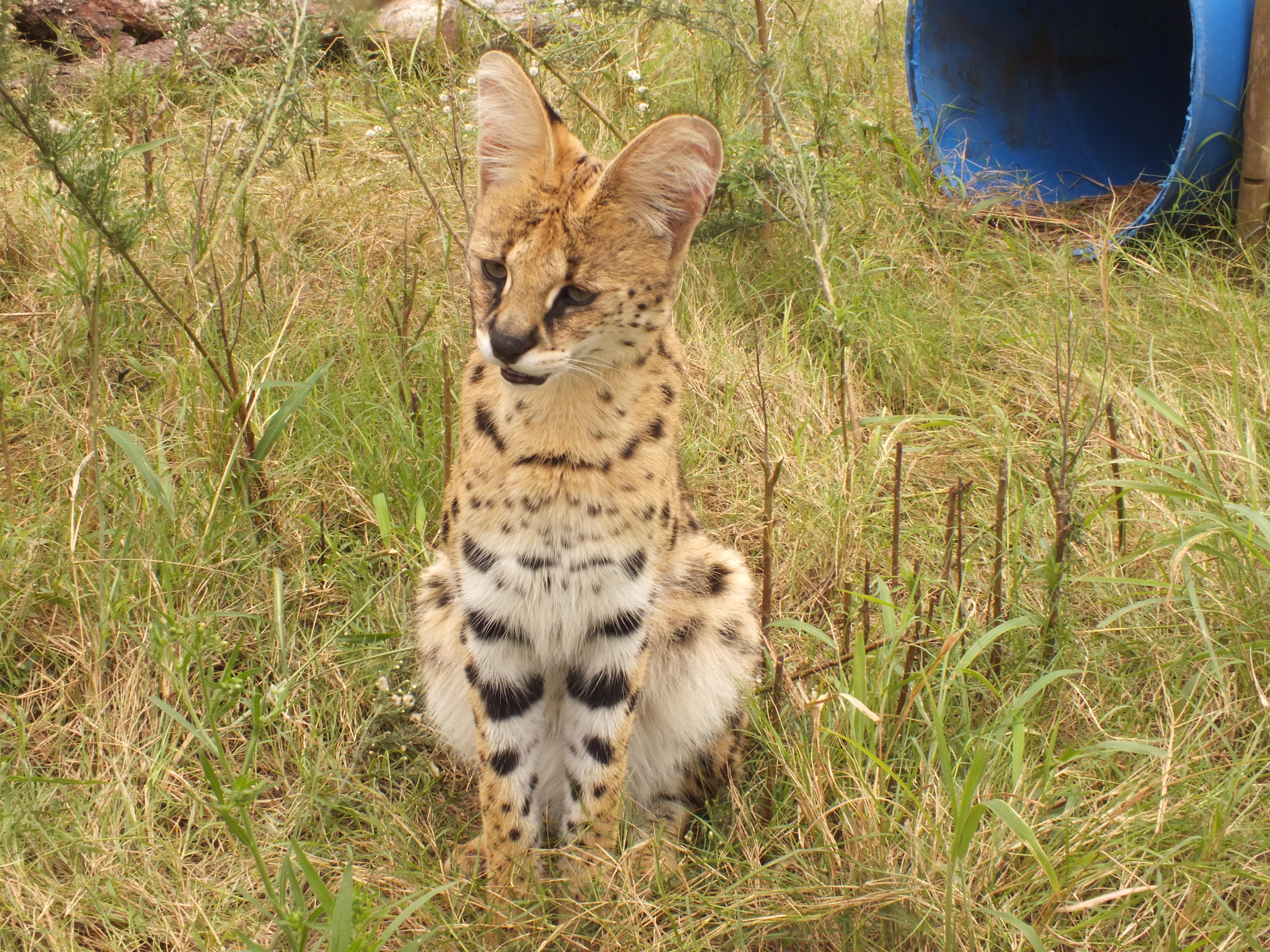 Kariega Game Reserve Wild Cat Serval March 2013 (4)