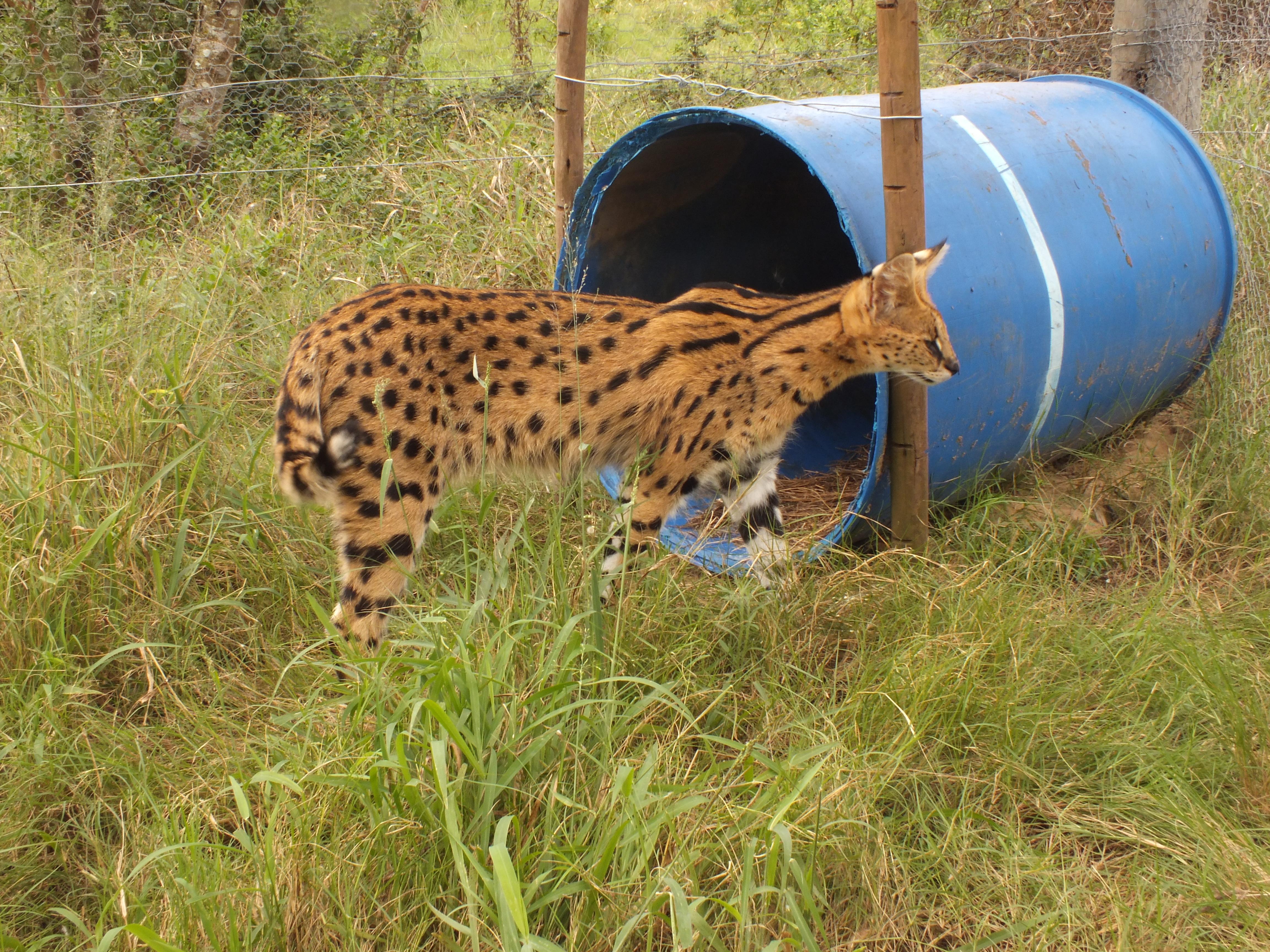 Kariega Game Reserve Wild Cat Serval March 2013 (2)