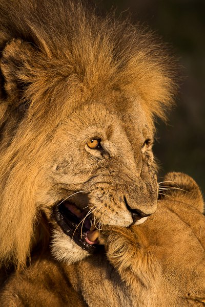 Kariega Game Reserve Mating Lions April 2013