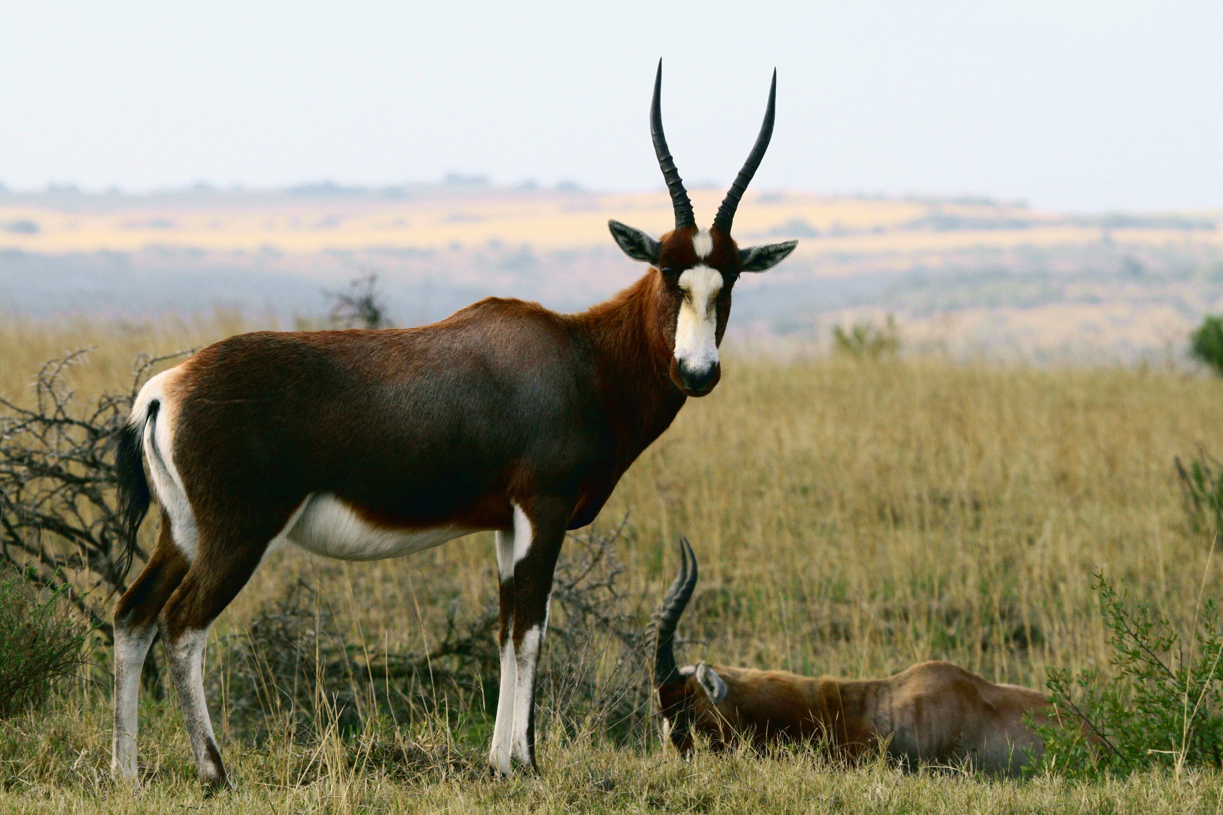 Blesbuck Eastern Cape Kariega Game Reserve