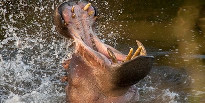 hippo eastern cape kariega game reserve brendon jennings.jpg