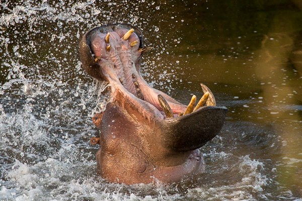 Hippo Eastern Cape Kariega Game Reserve Brendon Jennings