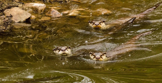 Cape Clawless Otter Family