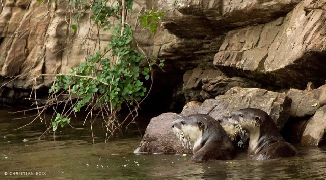 Otter Poise Christian Boix Eastern Cape Kariega Game Reserve