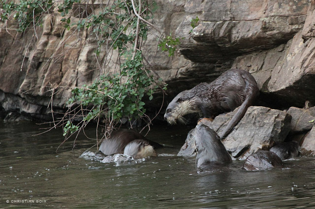 Otter Chirstian Boix Eastern Cape Kariega Game Reserve