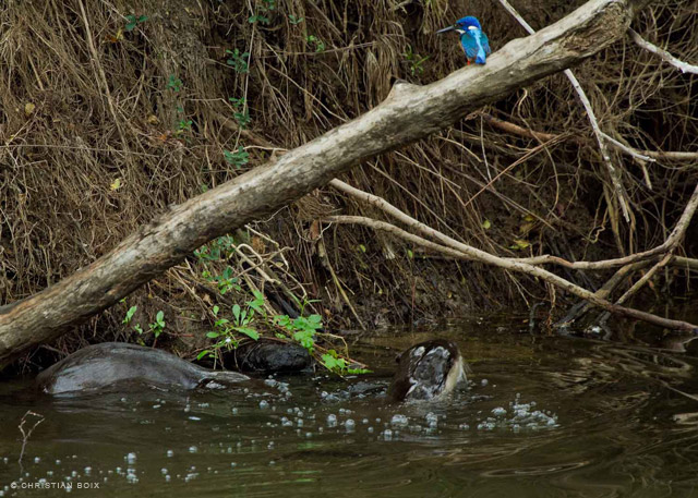 Otter Web Christian Boix Eastern Cape Kariega Game Reserve