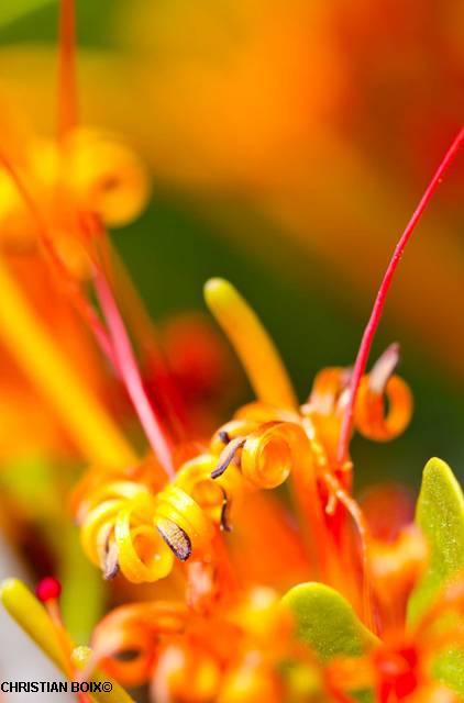 Flowers at Kariega Game Reserve Eastern Cape