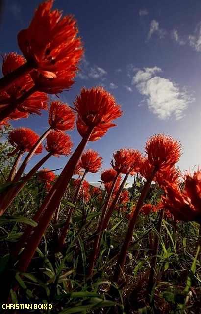 Flower Scadoxus Kariega Game Reserve Eastern Cape